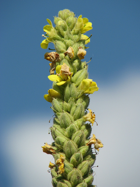 Mullein