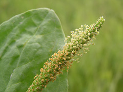 Common Plantain