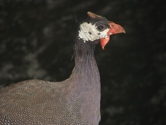 Helmeted Guineafowl