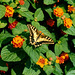 Swallowtail