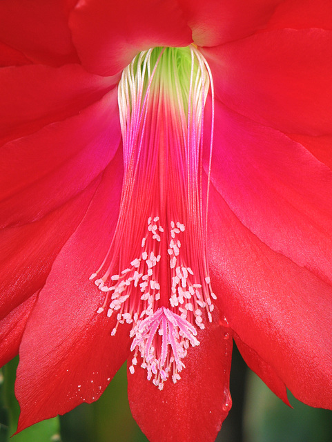 Cactus flower