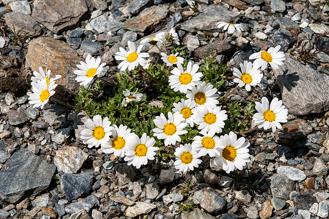 Leucanthemopsis alpina s. str. - 2012-07-16-_DSC0982