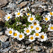 Leucanthemopsis alpina s. str. - 2012-07-16-_DSC0982