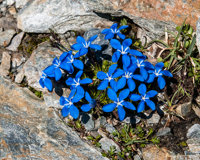 Gentiana orbicularis (?) - 2012-07-16-_DSC0978