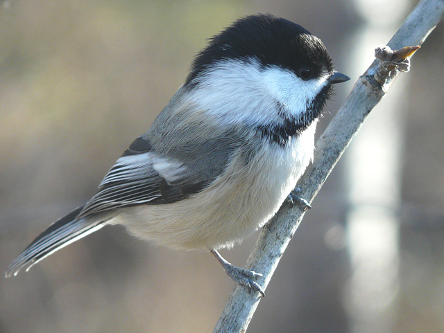 Black-capped Chickadee