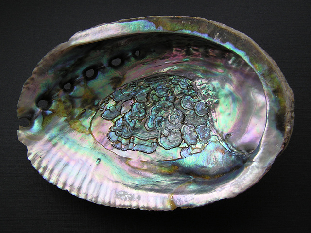 Abalone shell