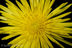 Yellow Fuji Macro on Black 41712 - I'll be away for a while; not much time to comment or post until mid-May.  Hopefully, I'll return with work to post!