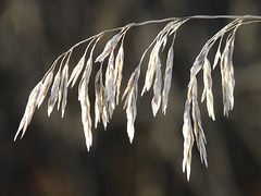 Brome grass