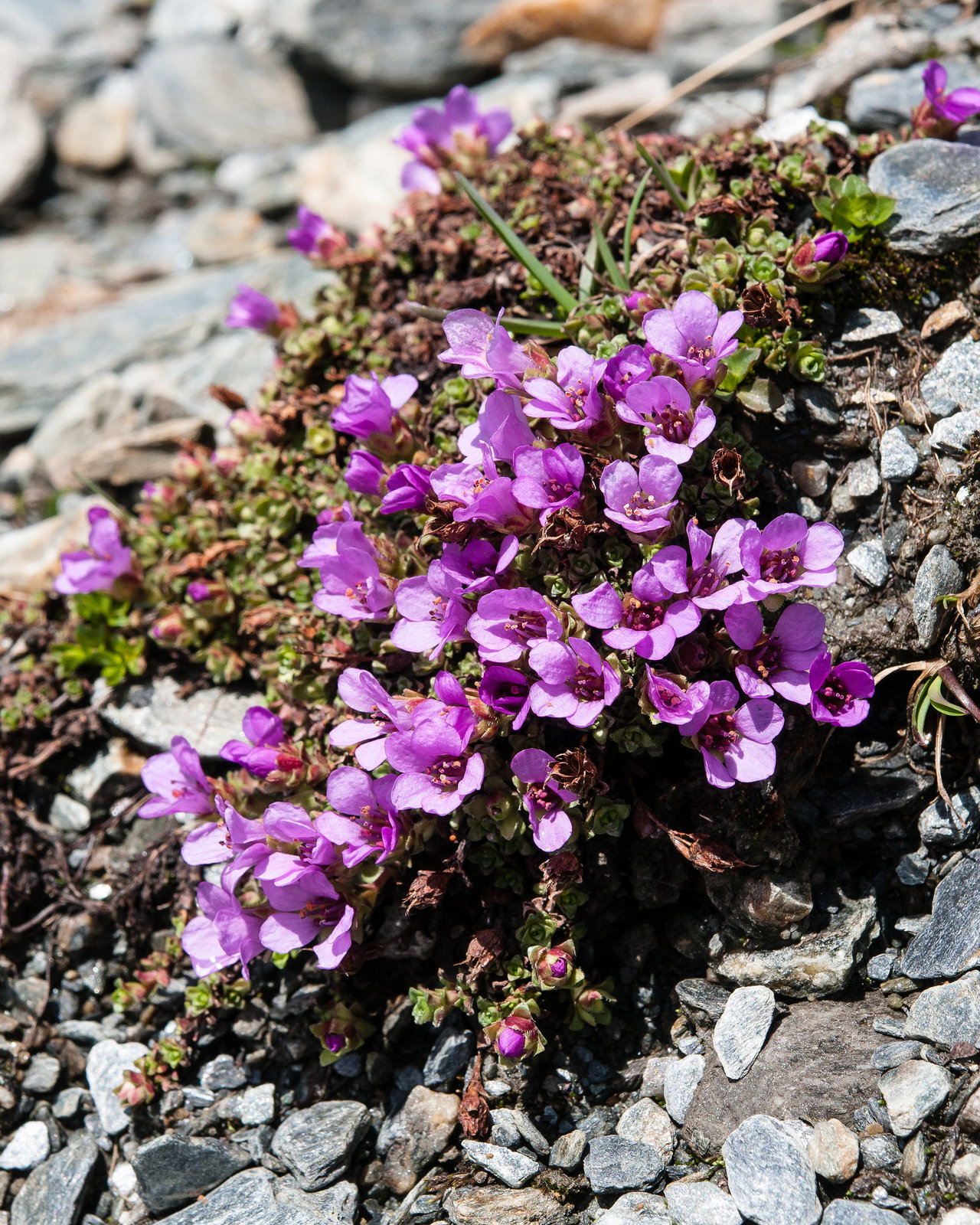 Saxifraga oppositifolia - 2012-07-16-_DSC0971