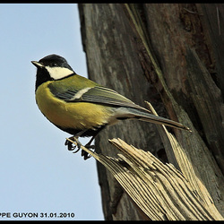 MESANGE CHARBONNIERE