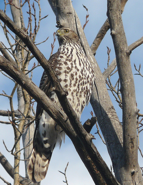 Juvenile Northern Goshawk