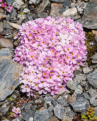 Androsace alpina - 2012-07-16-_DSC0959