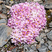 Androsace alpina - 2012-07-16-_DSC0959