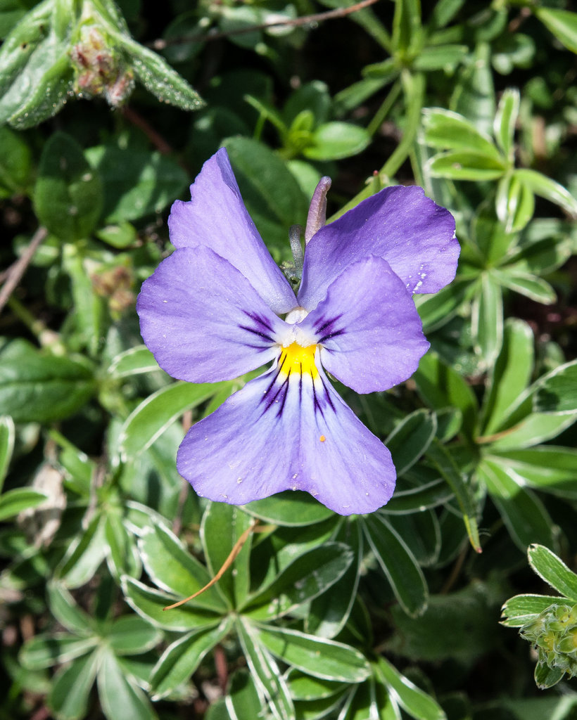 Viola calcarata - 2012-07-04-_DSC0346