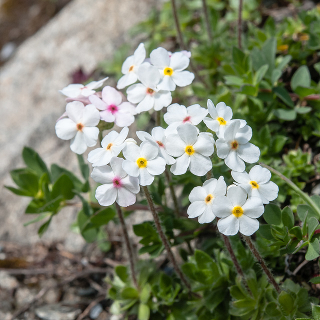 Androsace chamaejasme - 2012-07-04-_DSC0359