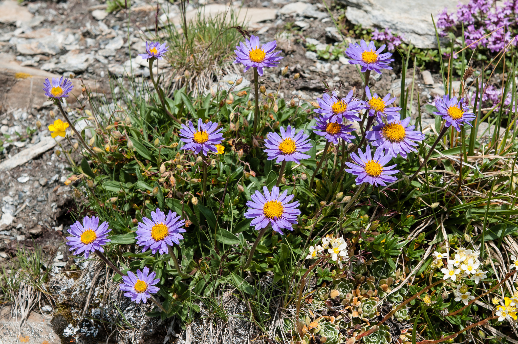 Aster alpinus - 2012-07-04-_DSC0356