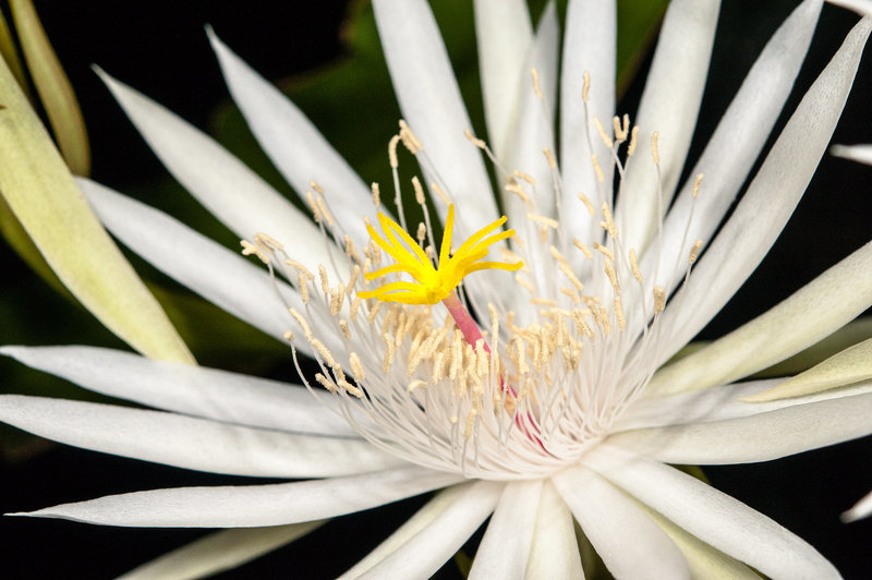 Epiphyllum hookeri = E. strictum - 2012-06-24-_DSC0135