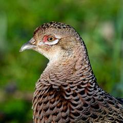 Female Pheasant