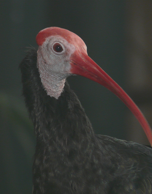 Southern Bald Ibis