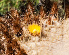 Echinocactus grusonii - 2012-06-17-aa-_DSC9943