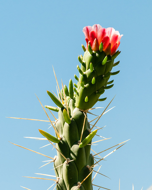 Austrocylindropuntia subulata - 2012-06-17-aa-_DSC9933