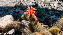 Cleistocactus winteri - 2012-06-17-aa-_DSC9941