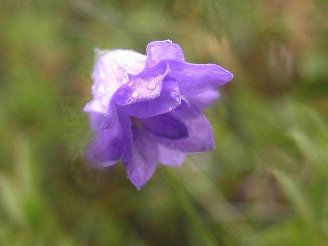 Rare double Harebell