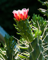 Austrocylindropuntia subulata - 2012-06-17-aa-_DSC9927