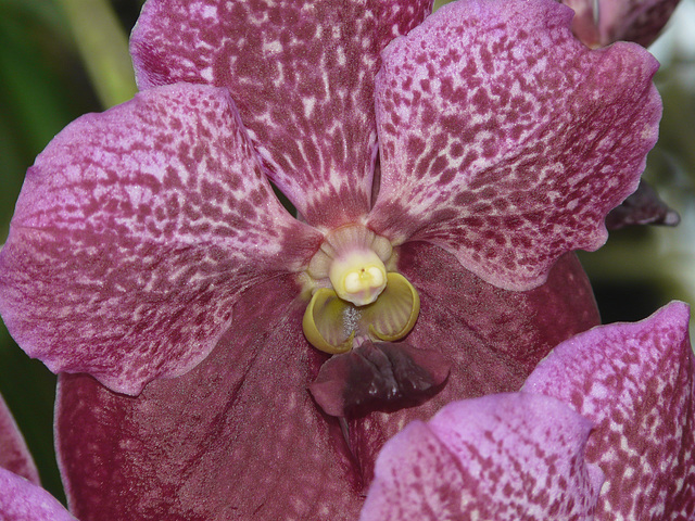 Orchid