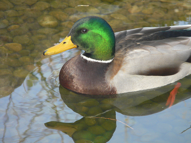 Mallard reflection