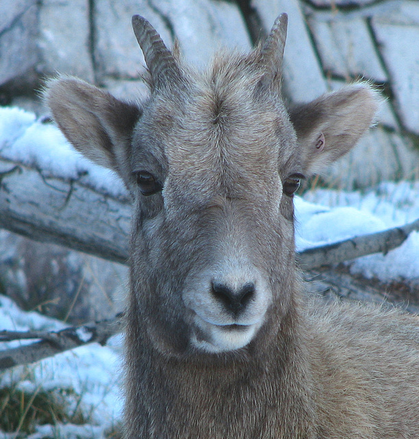 Wearing your heart on your - nose?