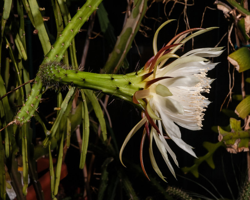 Selenicereus spinulosus - 2012-05-08-_DSC8966