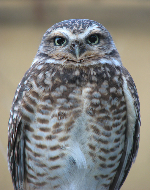 Burrowing Owl