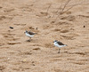 Charadrius alexandrinus - 2012-04-29-_DSC7726