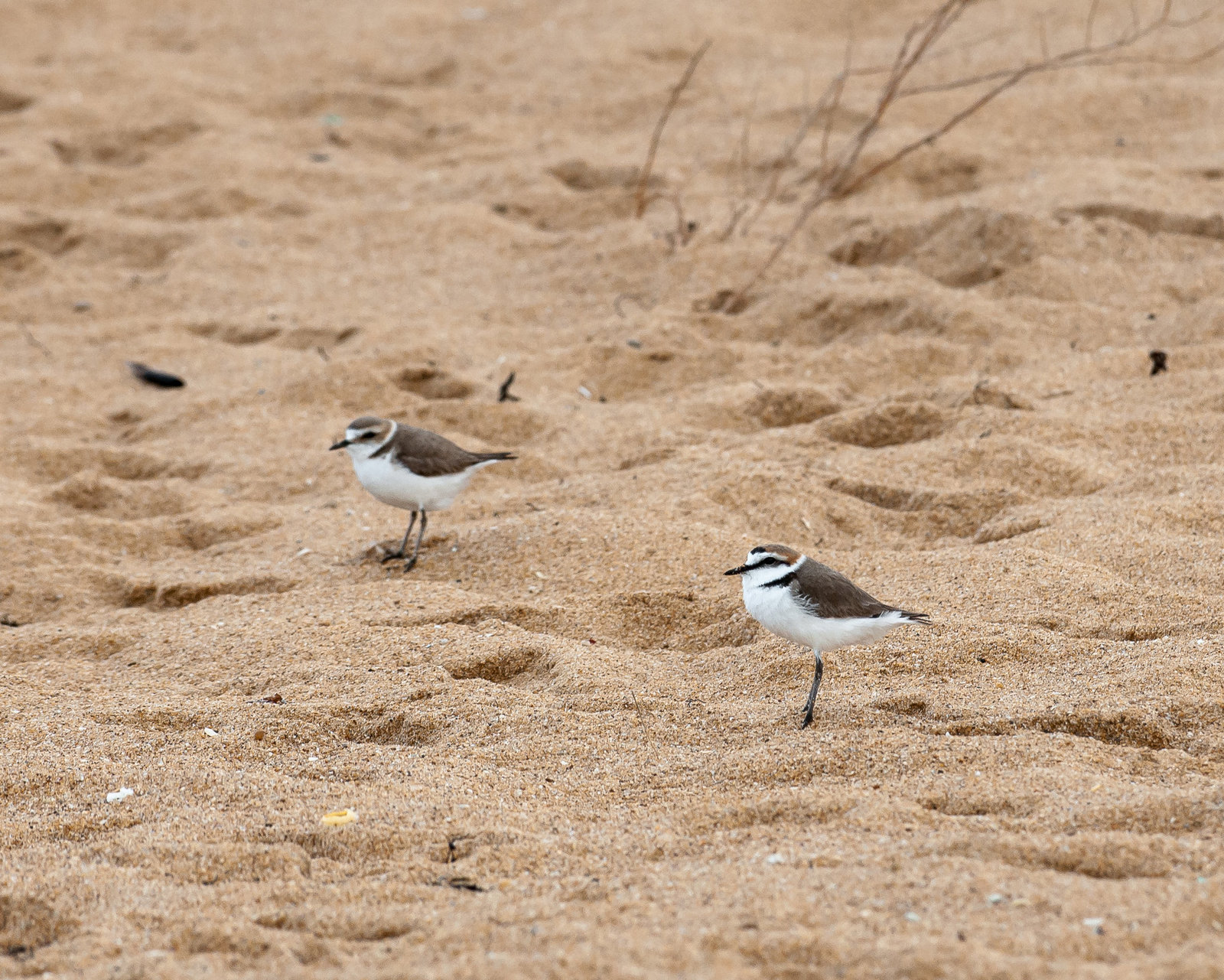 Charadrius alexandrinus - 2012-04-29-_DSC7726