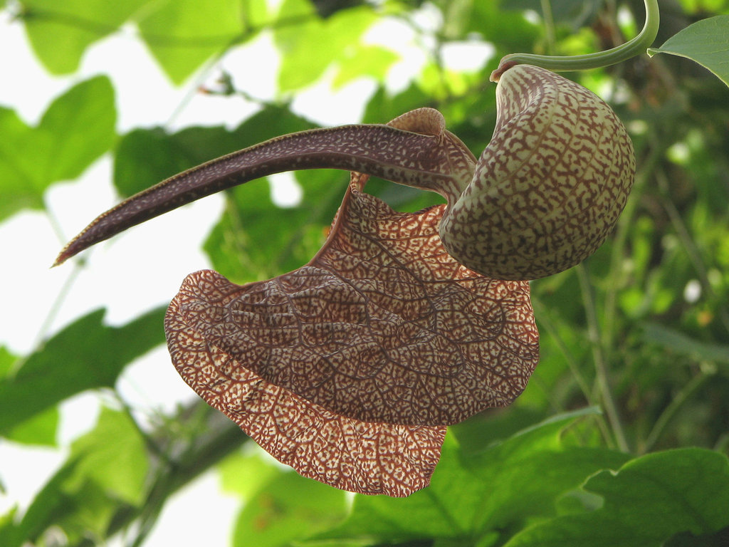 Aristolochia