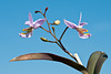 Barkeria spec. / Hybride - 2012-03-26-_DSC6767