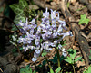 Corydalis solida - 2012-03-03-_DSC6288