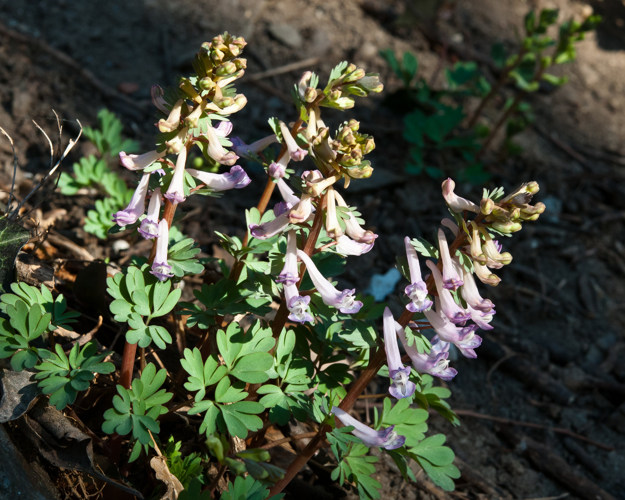 Corydalis solida - 2012-03-03-_DSC6278