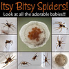 Itsy Bitsy Spiders!!