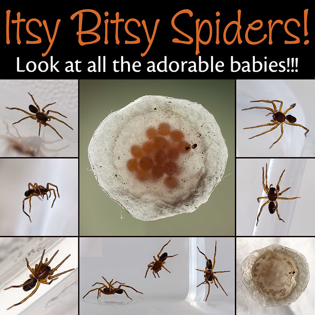 Itsy Bitsy Spiders!!