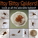 Itsy Bitsy Spiders!!