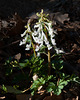 Corydalis solida - 2012-03-03-_DSC6270