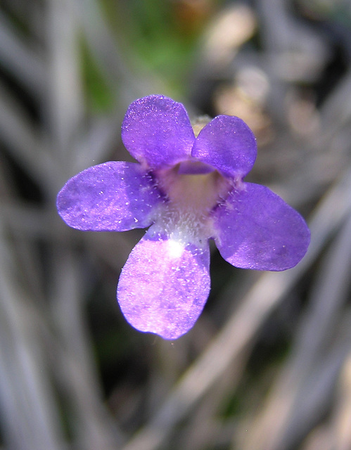 Carnivorous Butterwort