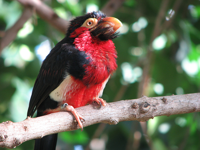 Bearded Barbet