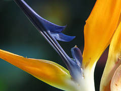 Bird of Paradise