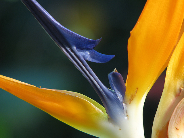 Bird of Paradise