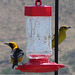 The Hooded Orioles returned this year.