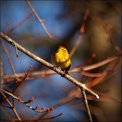 sing a song of springtime