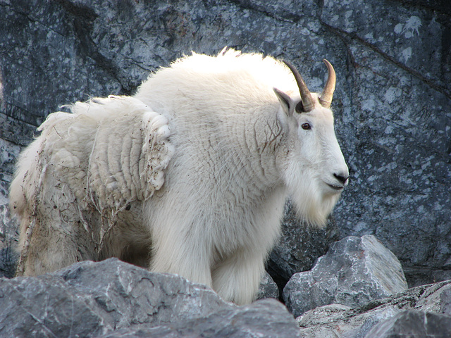 Mountain Goat